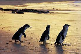 Phillip Island